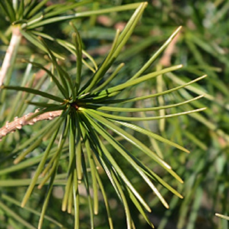 Dáždnikovec praslenovitý ´GREEN DIAMOND´, výška: 25-35 cm; kont. C3L (-29°C)